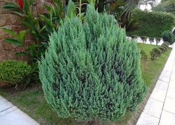 Juniperus Chinensis Stricta / Kínai boróka
